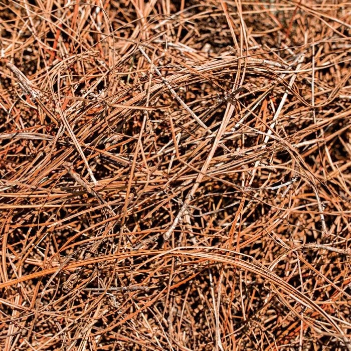 CleanStraw Premium Pine Straw Pallet Of 40 Bags 4 CleanStraw Premium Pine Straw Pallet Of 40 Bags - Image 2