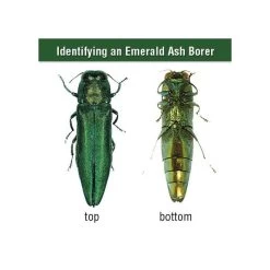 AceCap Insecticide Systemic Implants 3/8in Diam 10 Per Pack 9 AceCap Insecticide Systemic Implants 3/8in Diam 10 Per Pack -Garden Store ac10 4