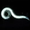 Double-Death Nematodes, 1 Million Count -Garden Store ddnem1m