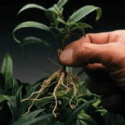 Dip 'N Grow Rooting Concentrate 2oz. 7 Dip 'N Grow Rooting Concentrate 2oz. -Garden Store dg2 2 1