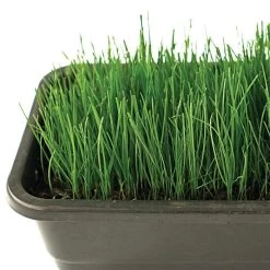 Fairlawn Blue And Rye Mix, 25 Lb Bag 9 Fairlawn Blue And Rye Mix, 25 Lb Bag -Garden Store fair25 3 1