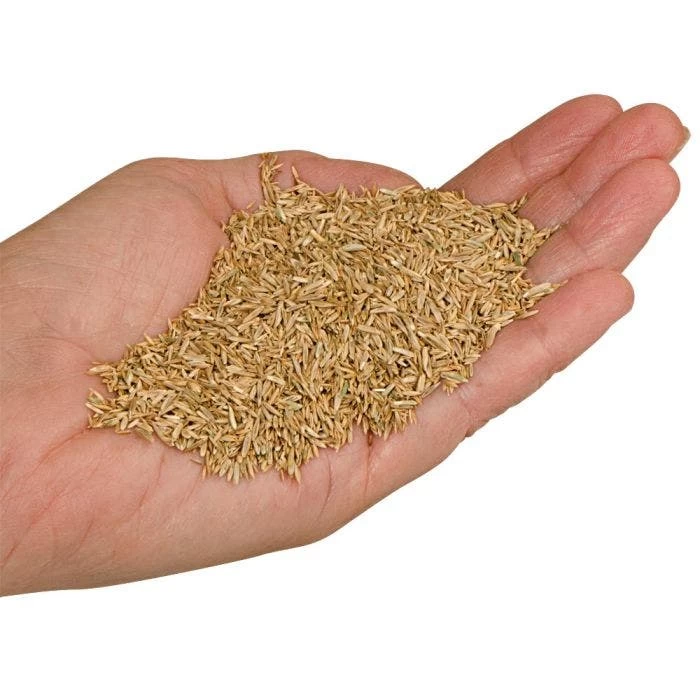 Fairlawn Blue And Rye Mix, 5 Lb Bag 5 Fairlawn Blue And Rye Mix, 5 Lb Bag - Image 3