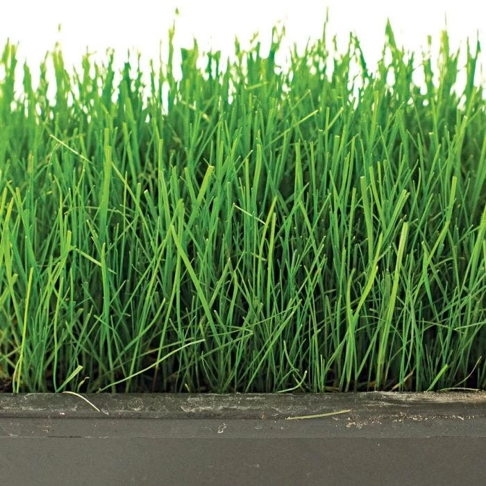 Fairlawn Shade Mix, 25 Lb Bag 5 Fairlawn Shade Mix, 25 Lb Bag - Image 3