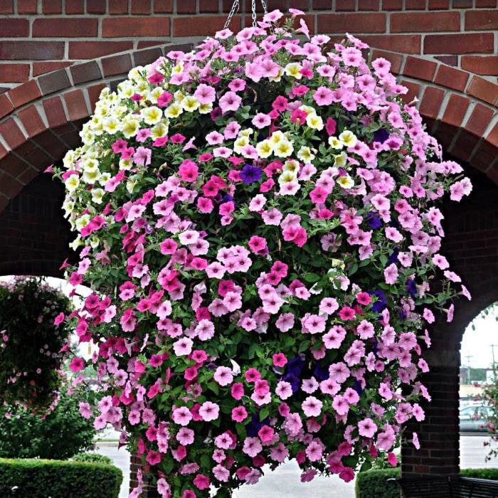 Soil Moist, 3 Lb Bulk Jug 4 Soil Moist, 3 Lb Bulk Jug - Image 2