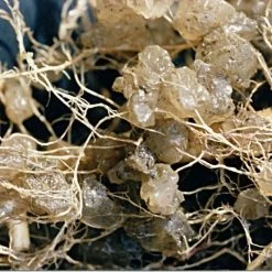 Soil Moist 9-3-6 Moisture-Holding Controlled Release Fertilizer, Case Of 200 Packs 7 Soil Moist 9-3-6 Moisture-Holding Controlled Release Fertilizer, Case Of 200 Packs -Garden Store smpb 2