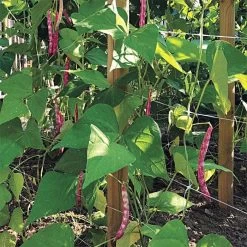 Hortonova Trellis Netting, 6-1/2 Feet X 50 Feet 38 Hortonova Trellis Netting, 6-1/2 Feet X 50 Feet -Garden Store tn650 16