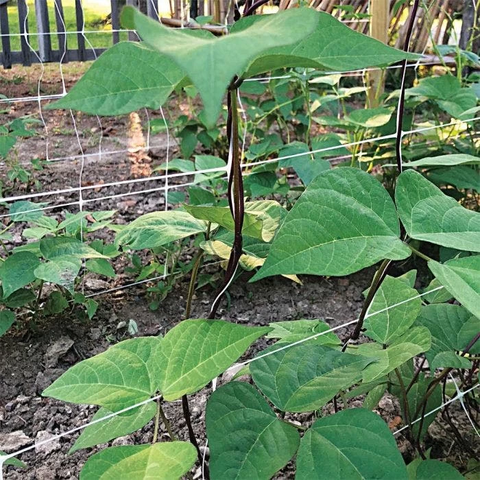 Hortonova Trellis Netting, 6-1/2 Feet X 50 Feet 20 Hortonova Trellis Netting, 6-1/2 Feet X 50 Feet - Image 18