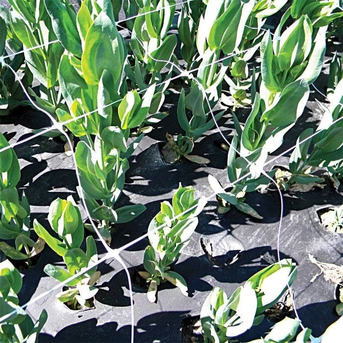 Hortonova Trellis Netting, 6-1/2 Feet X 50 Feet 21 Hortonova Trellis Netting, 6-1/2 Feet X 50 Feet - Image 19