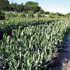 Hortonova Trellis Netting, 6-1/2 Feet X 50 Feet 41 Hortonova Trellis Netting, 6-1/2 Feet X 50 Feet -Garden Store tn650 19