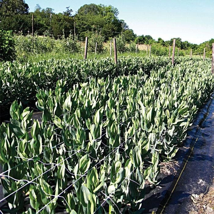 Hortonova Trellis Netting, 6-1/2 Feet X 50 Feet 22 Hortonova Trellis Netting, 6-1/2 Feet X 50 Feet - Image 20