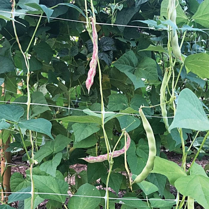 Hortonova Trellis Netting, 6-1/2 Feet X 50 Feet 6 Hortonova Trellis Netting, 6-1/2 Feet X 50 Feet - Image 4