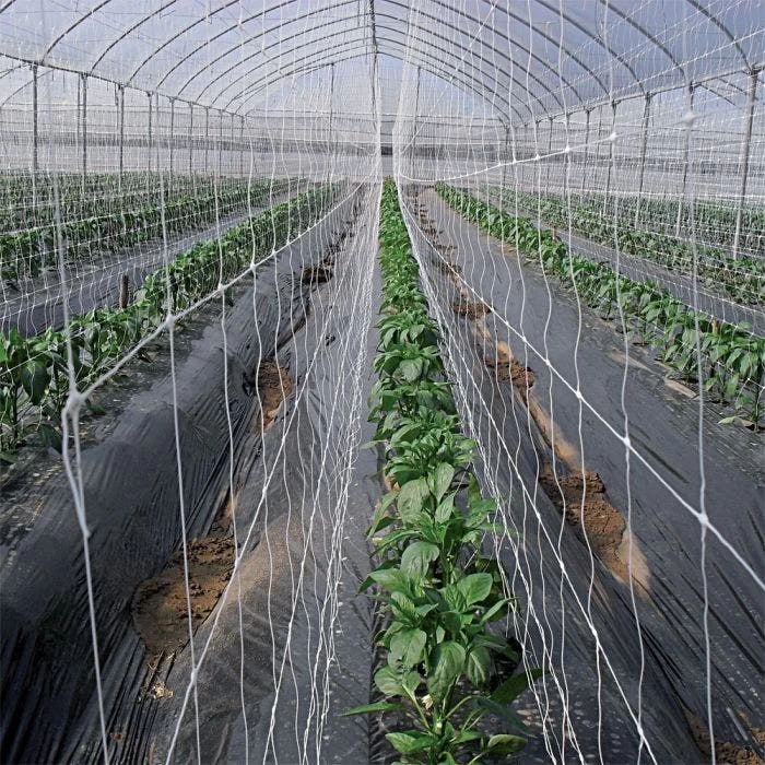 Hortonova Trellis Netting, 6-1/2 Feet X 50 Feet 7 Hortonova Trellis Netting, 6-1/2 Feet X 50 Feet - Image 5