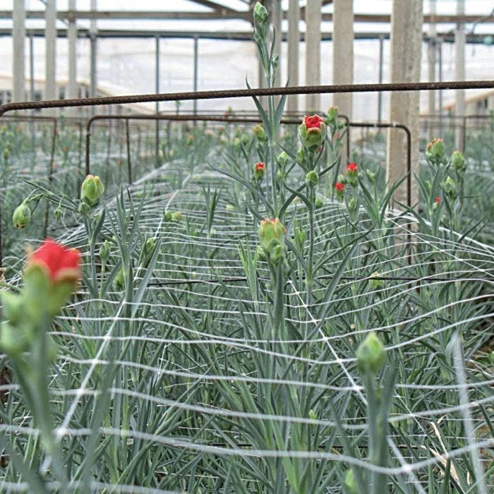 Hortonova Trellis Netting, 6-1/2 Feet X 50 Feet 9 Hortonova Trellis Netting, 6-1/2 Feet X 50 Feet - Image 7