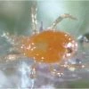 Triple Threat Mite Predators, 5,000 Count
