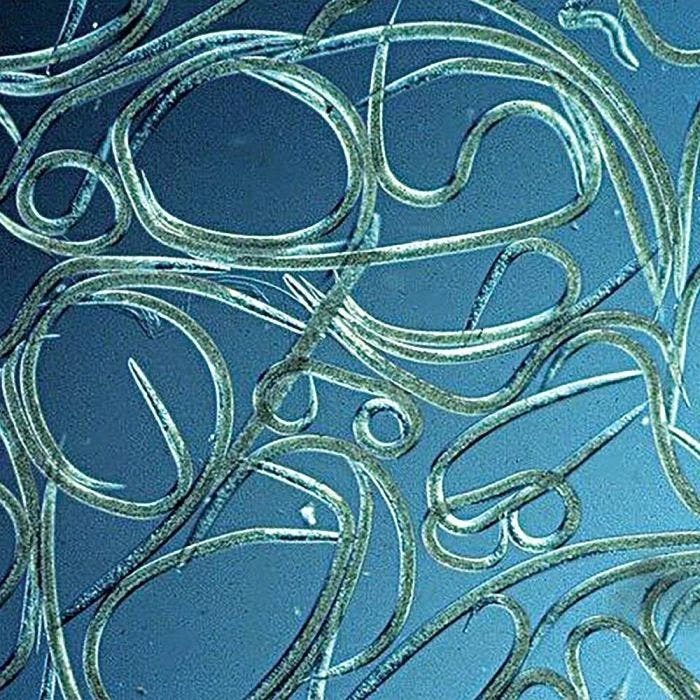 BioBee BioHB Beneficial Nematodes 2 BioBee BioHB Beneficial Nematodes