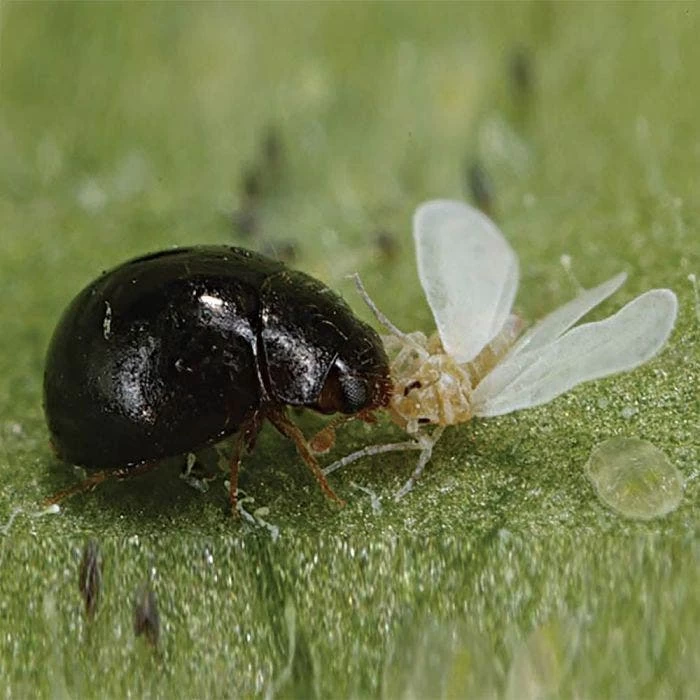 BioBee BioLacewings 4 BioBee BioLacewings - Image 2