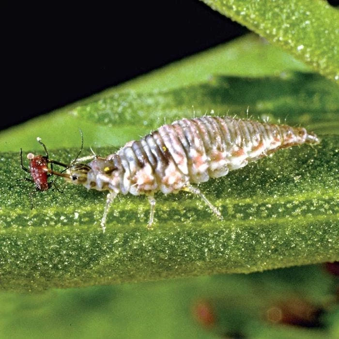 Green Lacewings 3 Green Lacewings
