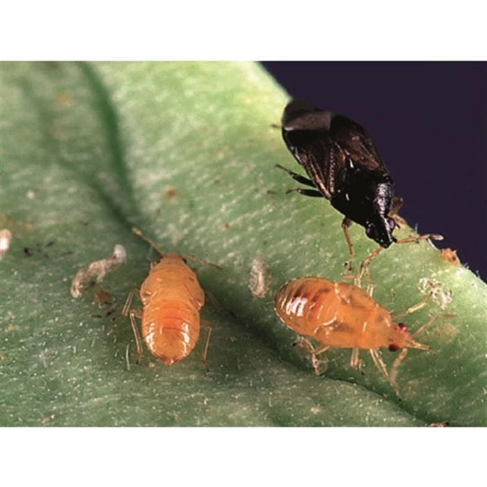 BioBee BioOrius Thrip PLUS Control 3 BioBee BioOrius Thrip PLUS Control