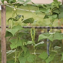 Hortonova Trellis Netting -Garden Store vp tnx 8