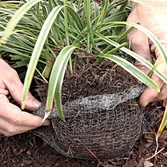 Vole King Plant Baskets 11 Vole King Plant Baskets - Image 9